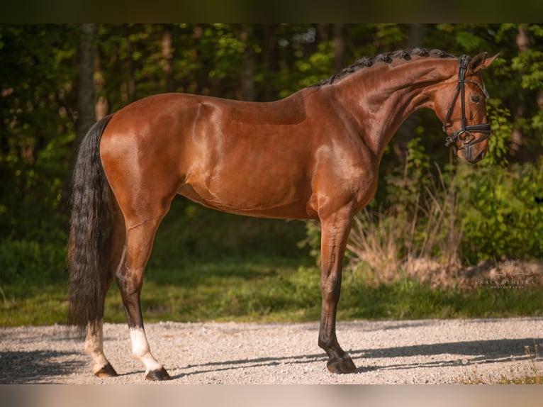 Oostenrijks warmbloed Merrie 4 Jaar 165 cm Bruin in Wehringen