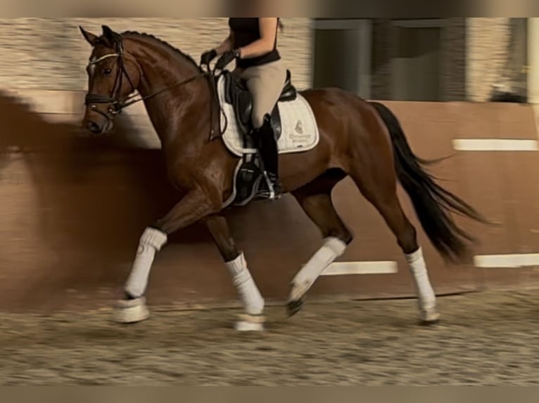 Oostenrijks warmbloed Merrie 4 Jaar 165 cm Bruin in Wehringen