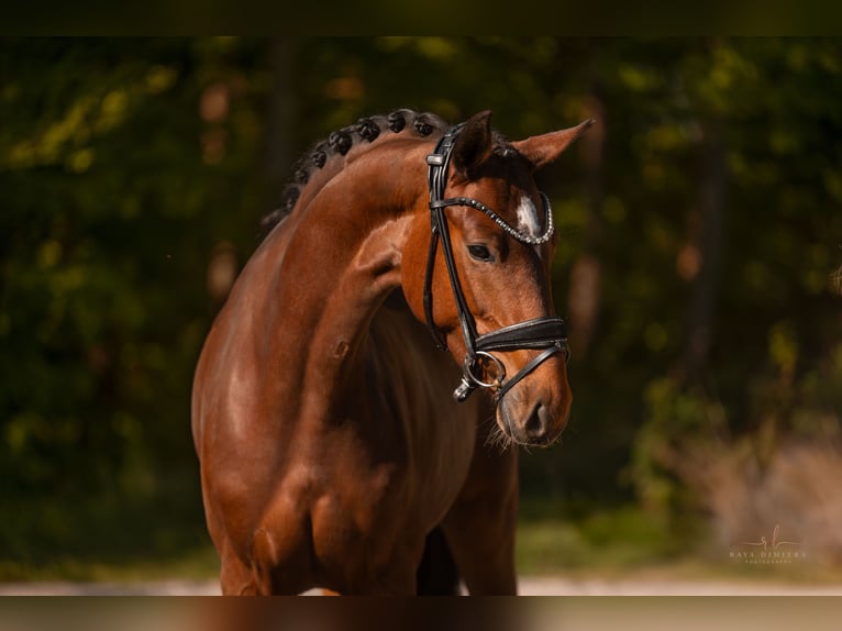 Oostenrijks warmbloed Merrie 4 Jaar 165 cm Bruin in Wehringen
