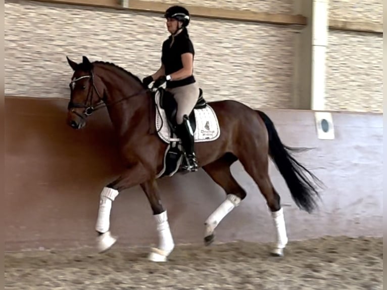 Oostenrijks warmbloed Merrie 4 Jaar 165 cm Bruin in Wehringen