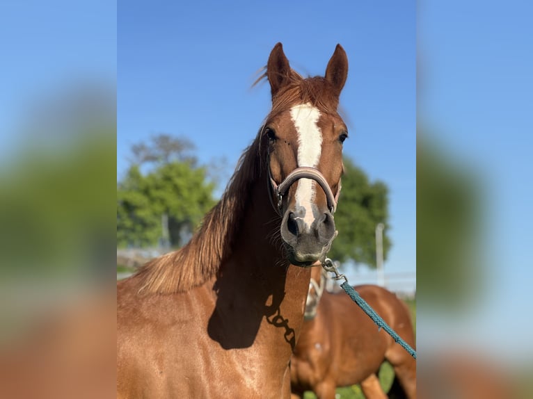 Oostenrijks warmbloed Merrie 4 Jaar 165 cm Vos in St.Roman