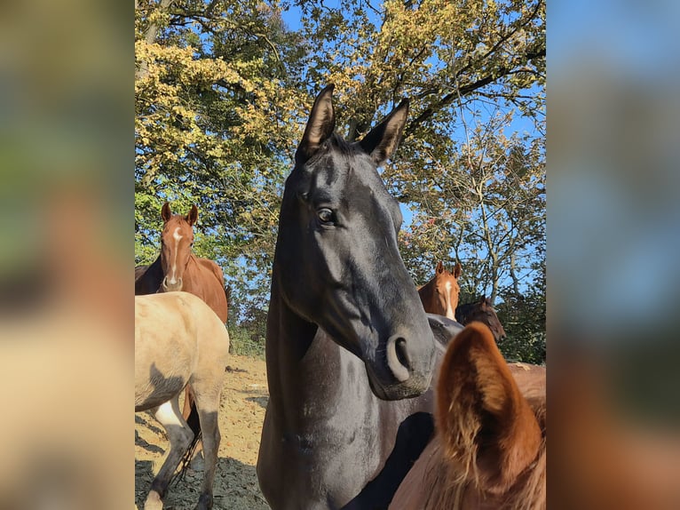 Oostenrijks warmbloed Merrie 4 Jaar 165 cm Zwart in Rudersdorf