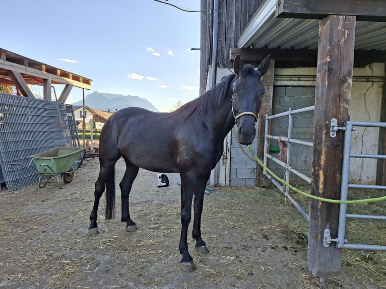 Oostenrijks warmbloed Merrie 4 Jaar 167 cm Zwart in Kössen