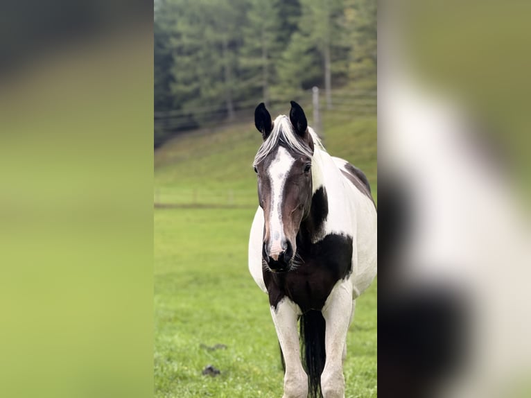 Oostenrijks warmbloed Merrie 4 Jaar 168 cm Gevlekt-paard in Bad Kleinkirchheim