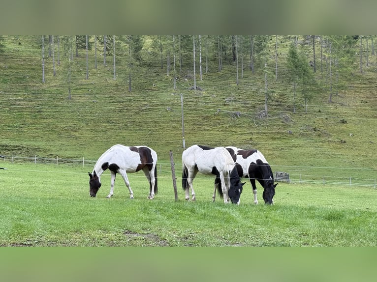Oostenrijks warmbloed Merrie 4 Jaar 168 cm Gevlekt-paard in Bad Kleinkirchheim
