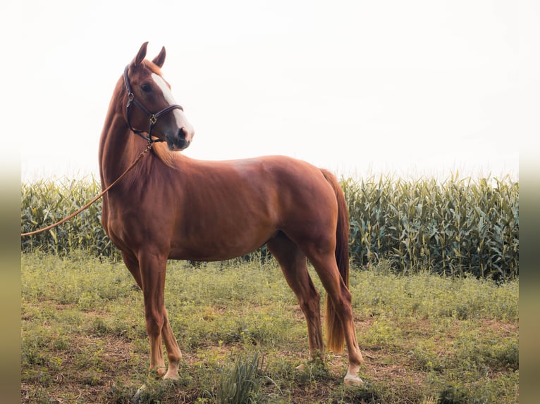 Oostenrijks warmbloed Merrie 4 Jaar 169 cm Vos in Weilbach