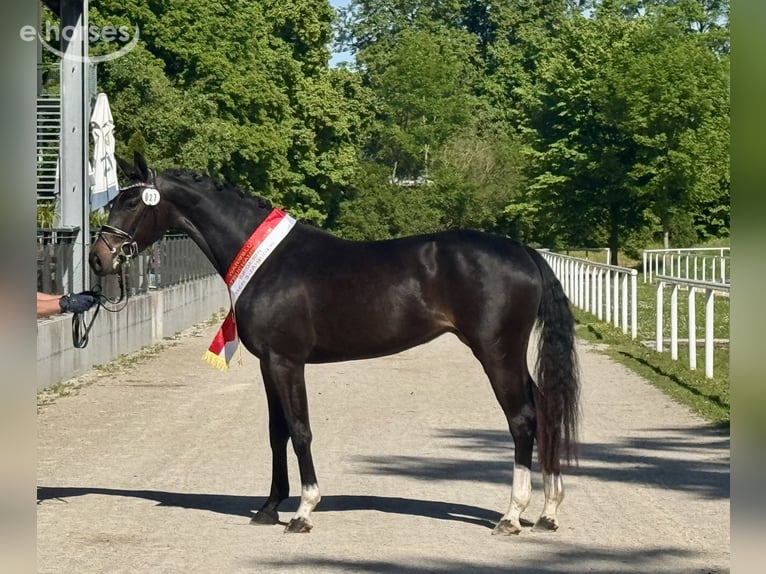 Oostenrijks warmbloed Merrie 4 Jaar 169 cm Zwartbruin in Feldkirchen an der Donau