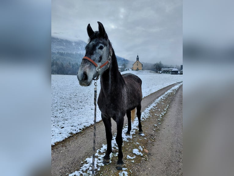 Oostenrijks warmbloed Merrie 4 Jaar 170 cm Appelschimmel in Hermagor-Pressegger See