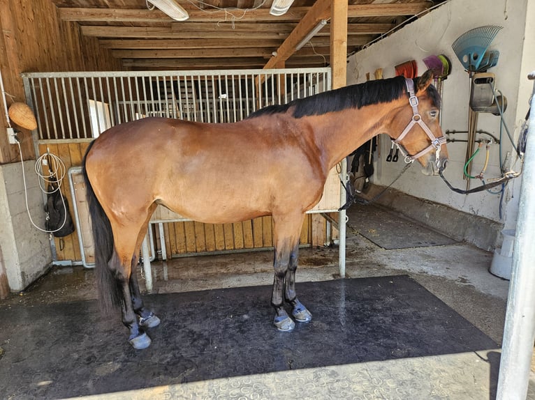 Oostenrijks warmbloed Merrie 4 Jaar 170 cm Bruin in Garsten