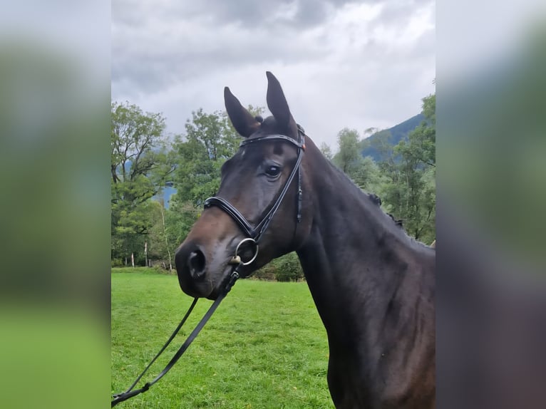 Oostenrijks warmbloed Merrie 4 Jaar 170 cm Donkerbruin in Admont