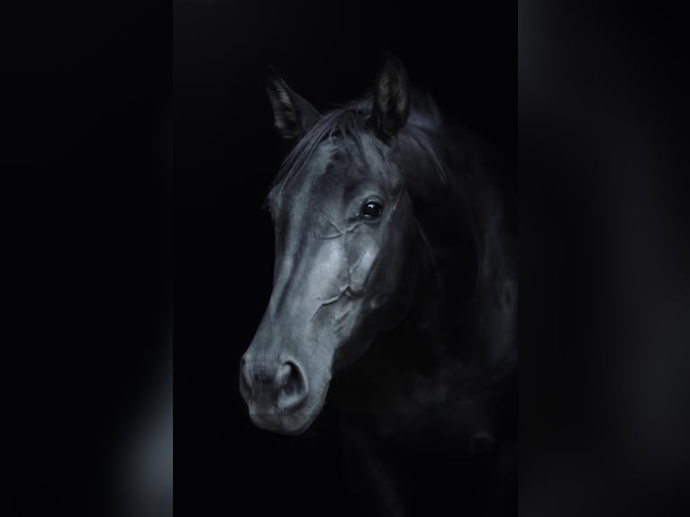 Oostenrijks warmbloed Merrie 4 Jaar 170 cm Zwart in stadl Paura