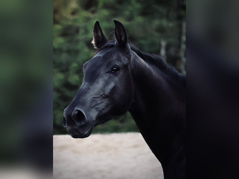 Oostenrijks warmbloed Merrie 4 Jaar 170 cm Zwart in stadl Paura