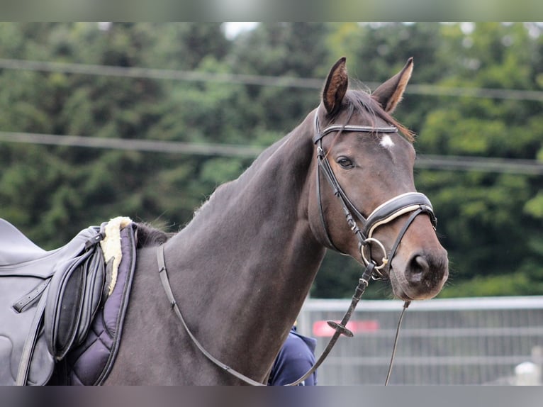 Oostenrijks warmbloed Merrie 4 Jaar 172 cm Donkerbruin in Schöngumprechting