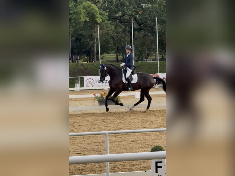 Oostenrijks warmbloed Merrie 4 Jaar 173 cm Zwart in Bad Kleinkirchheim