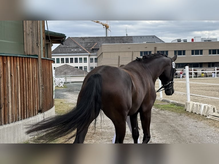 Oostenrijks warmbloed Merrie 4 Jaar 173 cm Zwart in Bad Kleinkirchheim