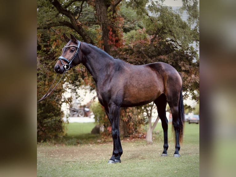 Oostenrijks warmbloed Merrie 5 Jaar 160 cm Donkerbruin in Oisnitz