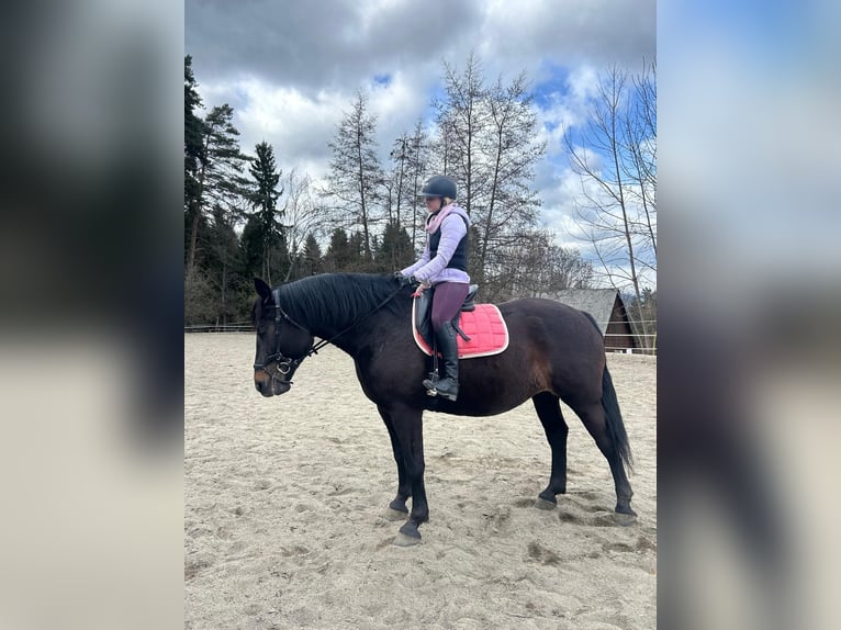 Oostenrijks warmbloed Mix Merrie 5 Jaar 163 cm Donkerbruin in Edelschrott