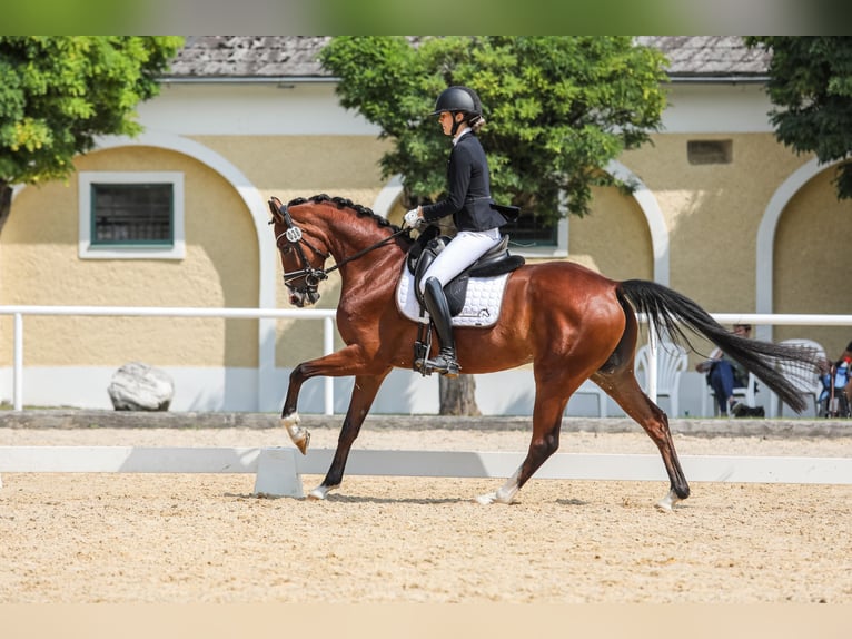 Oostenrijks warmbloed Merrie 5 Jaar 164 cm Bruin in Pfarrkirchen bei Bad Hall