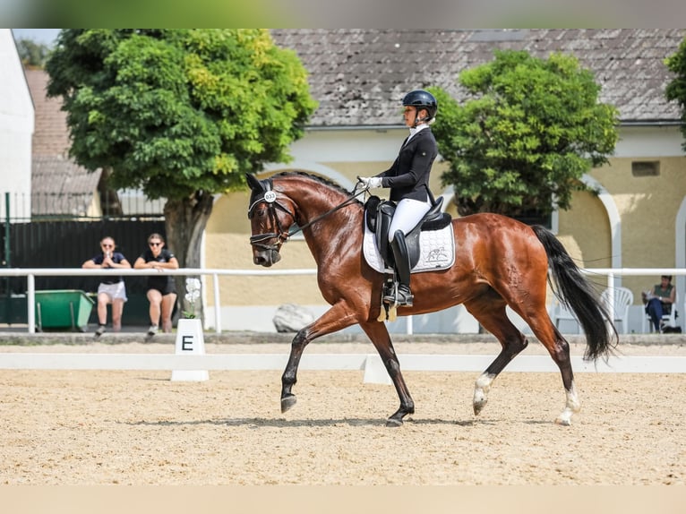 Oostenrijks warmbloed Merrie 5 Jaar 167 cm Bruin in Wolfsbach