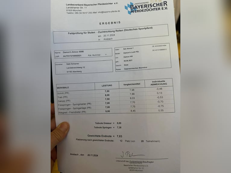 Oostenrijks warmbloed Merrie 5 Jaar 167 cm Bruin in Wolfsbach