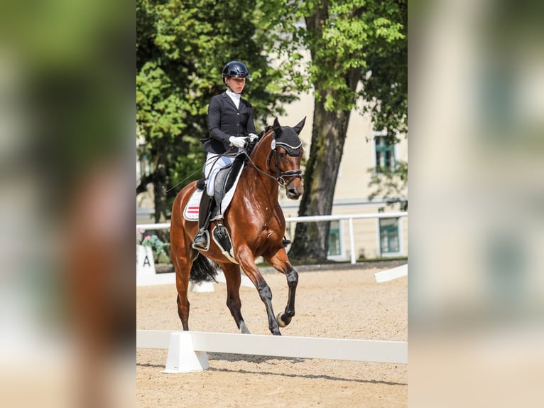 Oostenrijks warmbloed Merrie 5 Jaar 167 cm Bruin in Wolfsbach