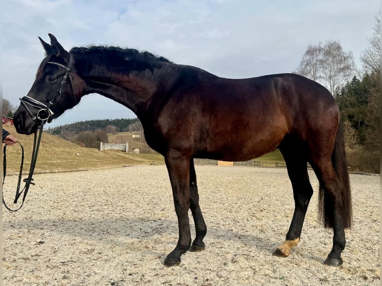 Oostenrijks warmbloed Merrie 5 Jaar 168 cm Zwart in St. Thomas