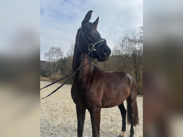 Oostenrijks warmbloed Merrie 5 Jaar 168 cm Zwart in St. Thomas