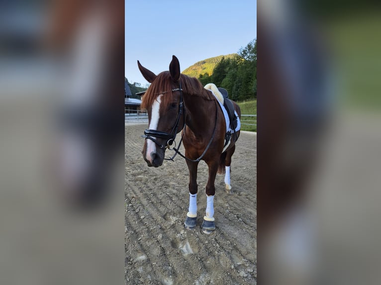 Oostenrijks warmbloed Merrie 5 Jaar 169 cm Donkere-vos in Kleinreifling