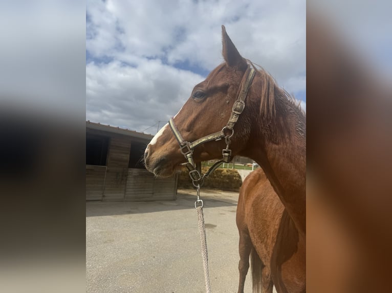 Oostenrijks warmbloed Merrie 5 Jaar 172 cm Vos in Sittendorf