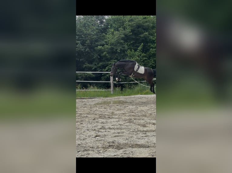Oostenrijks warmbloed Merrie 5 Jaar Donkerbruin in Wies