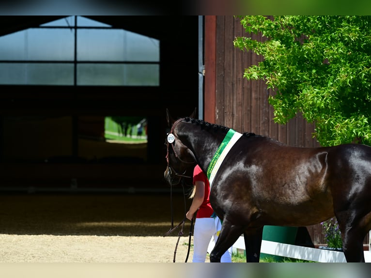 Oostenrijks warmbloed Merrie 6 Jaar 160 cm Donkerbruin in Sankt Martin am Wöllmißberg