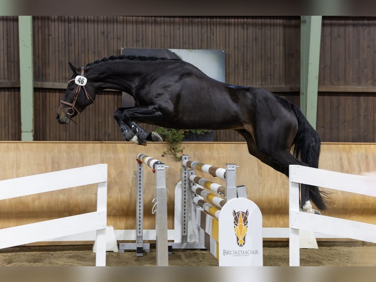 Oostenrijks warmbloed Merrie 6 Jaar 160 cm Donkerbruin in Sankt Martin am Wöllmißberg