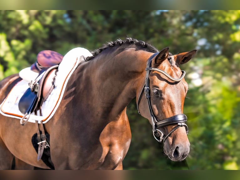 Oostenrijks warmbloed Merrie 6 Jaar 162 cm Donkerbruin in Oisnitz