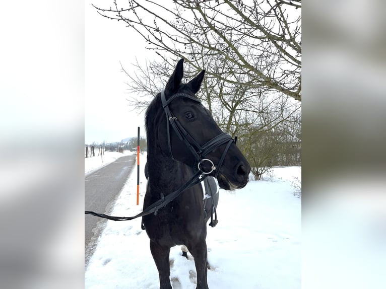 Oostenrijks warmbloed Merrie 6 Jaar 163 cm Zwart in Wels