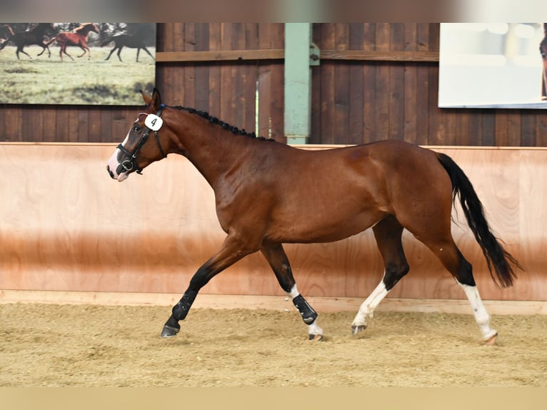 Oostenrijks warmbloed Merrie 6 Jaar 164 cm Bruin in Graz,12.Bez.:Andritz Oostenrijks warmbloed Merrie 6 Jaar 164 cm Bruin in Graz,12.Bez.:Andritz
