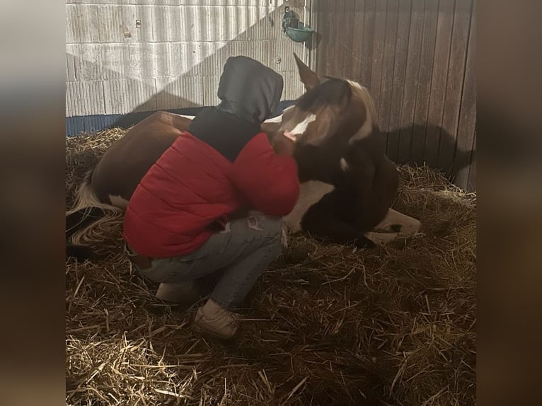 Oostenrijks warmbloed Merrie 6 Jaar 164 cm Gevlekt-paard in Burghaun