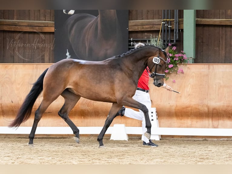 Oostenrijks warmbloed Merrie 6 Jaar 165 cm Donkerbruin in Stögersbach