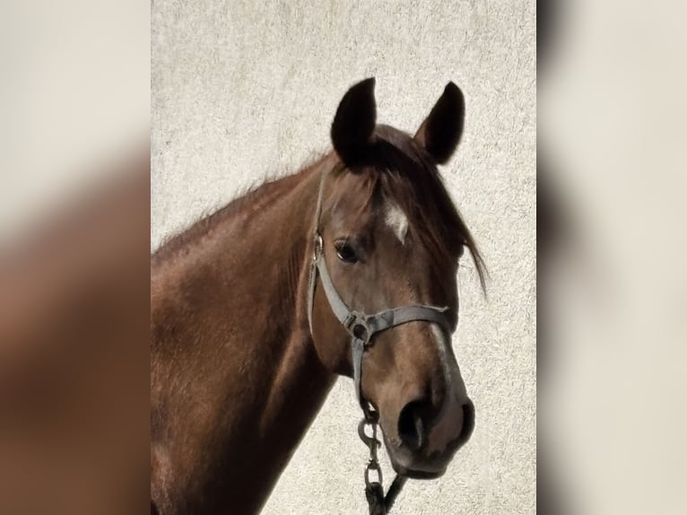 Oostenrijks warmbloed Merrie 6 Jaar 166 cm Vos in Laaben