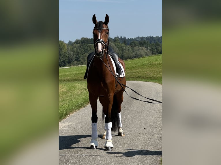 Oostenrijks warmbloed Merrie 6 Jaar 168 cm Bruin in Mehrnbach