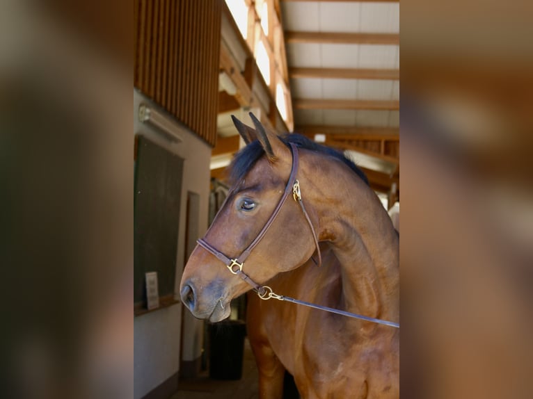 Oostenrijks warmbloed Merrie 6 Jaar 168 cm Bruin in Erharting