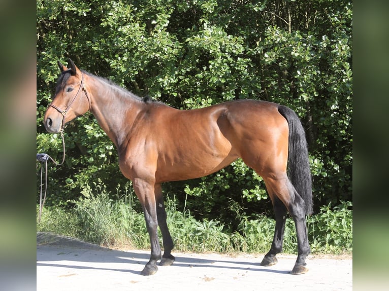Oostenrijks warmbloed Merrie 6 Jaar 168 cm Bruin in Erharting