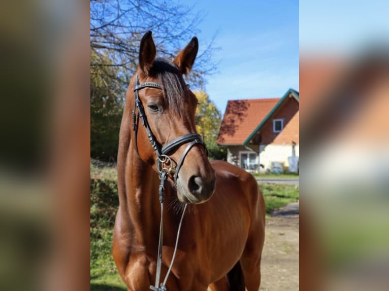 Oostenrijks warmbloed Merrie 6 Jaar 169 cm Bruin in Unterneubergpöllau