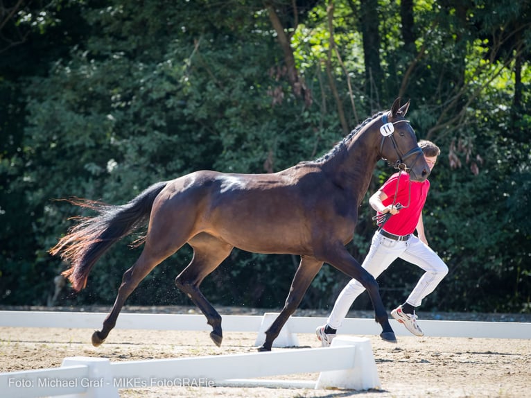 Oostenrijks warmbloed Merrie 6 Jaar 169 cm Zwartbruin in Peisching