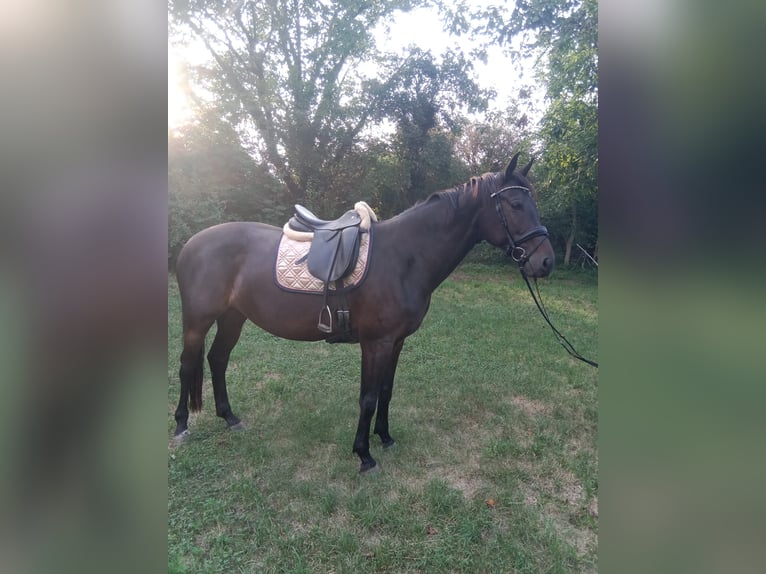 Oostenrijks warmbloed Merrie 6 Jaar 169 cm Zwartbruin in Peisching