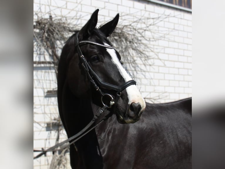 Oostenrijks warmbloed Merrie 6 Jaar 170 cm Zwart in Winhöring