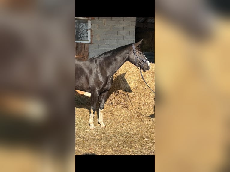 Oostenrijks warmbloed Merrie 6 Jaar 170 cm Zwart in Winhöring