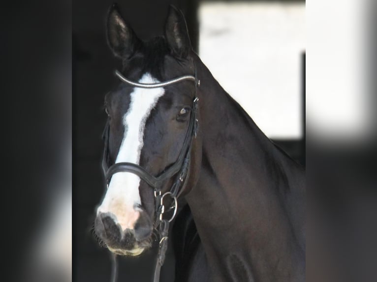 Oostenrijks warmbloed Merrie 6 Jaar 170 cm Zwart in Winhöring