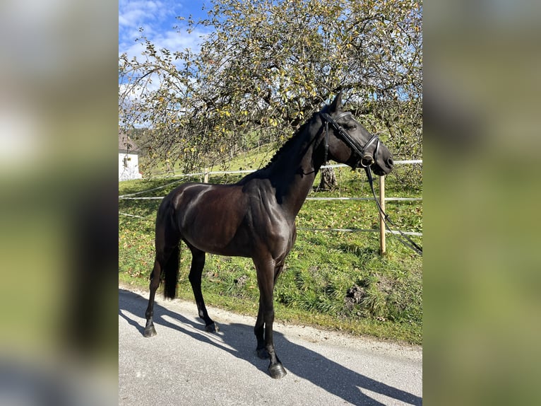 Oostenrijks warmbloed Merrie 6 Jaar 170 cm Zwart in Gleinkerau