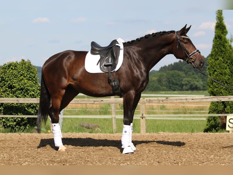 Oostenrijks warmbloed Merrie 6 Jaar 172 cm Donkerbruin in St Marein bei Graz