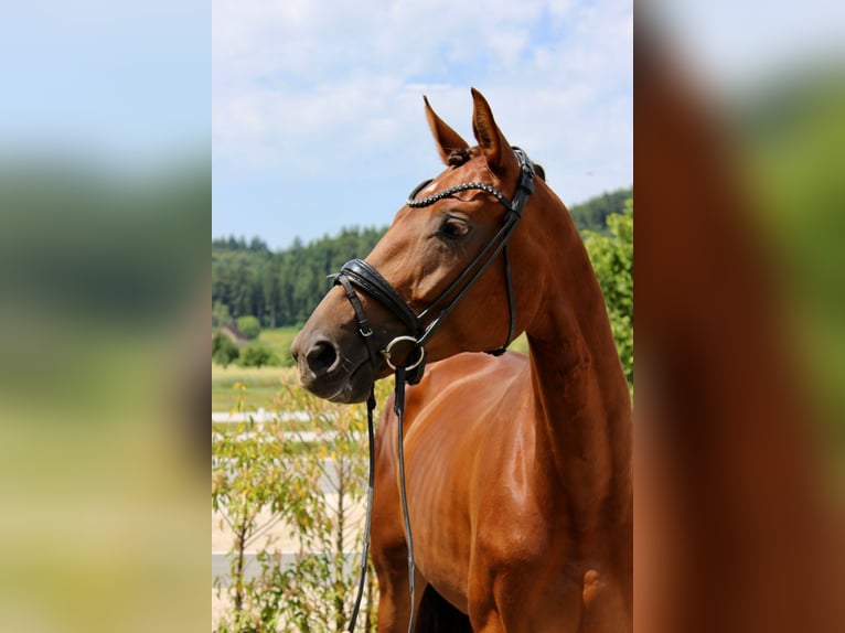 Oostenrijks warmbloed Merrie 6 Jaar 172 cm Donkere-vos in Rankweil